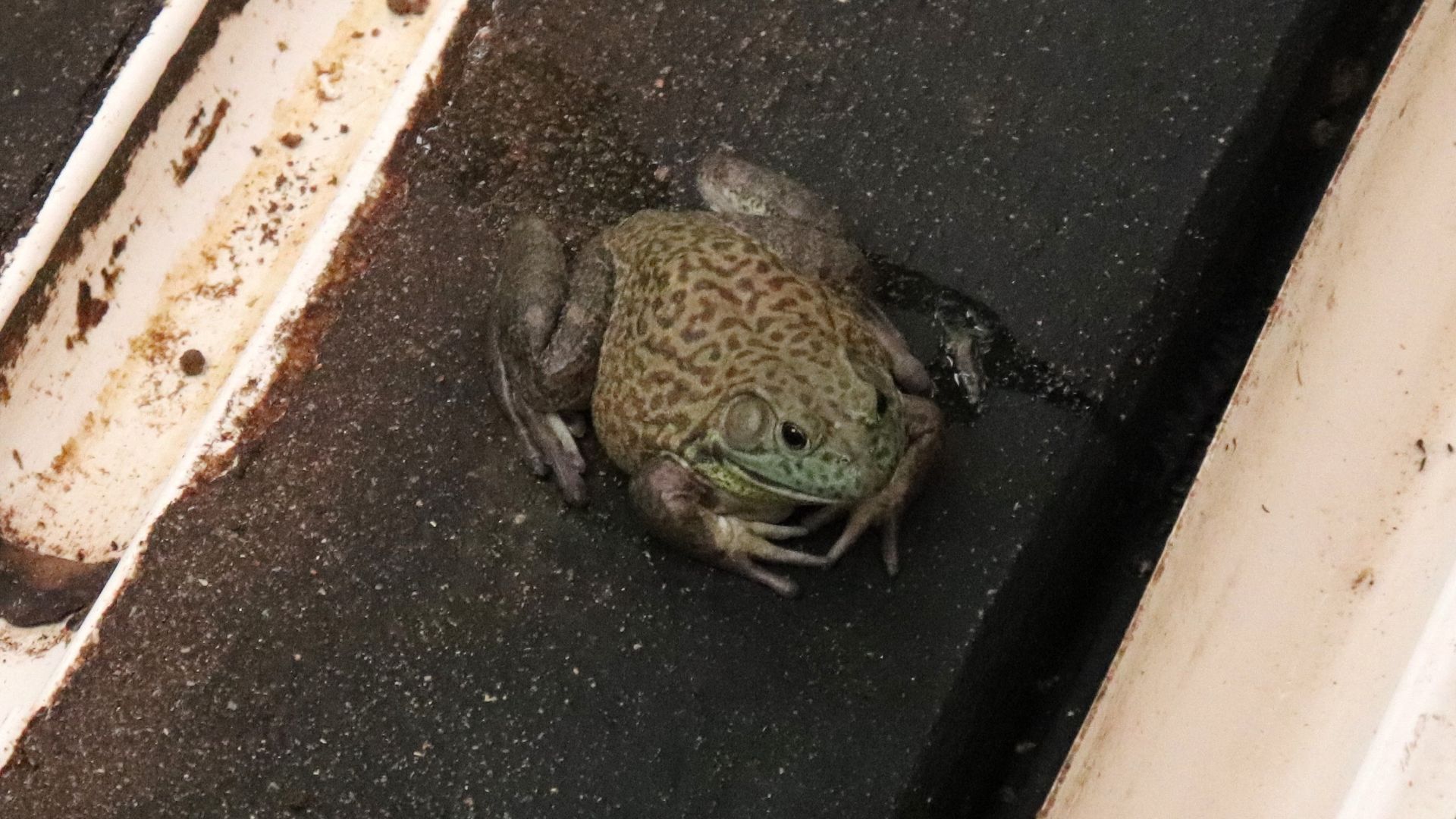 Reprodução de sapos, rãs e pererecas da caatinga pode ser prejudicada pelas mudanças climáticas